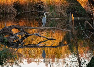 great blue heron in a salt marsh