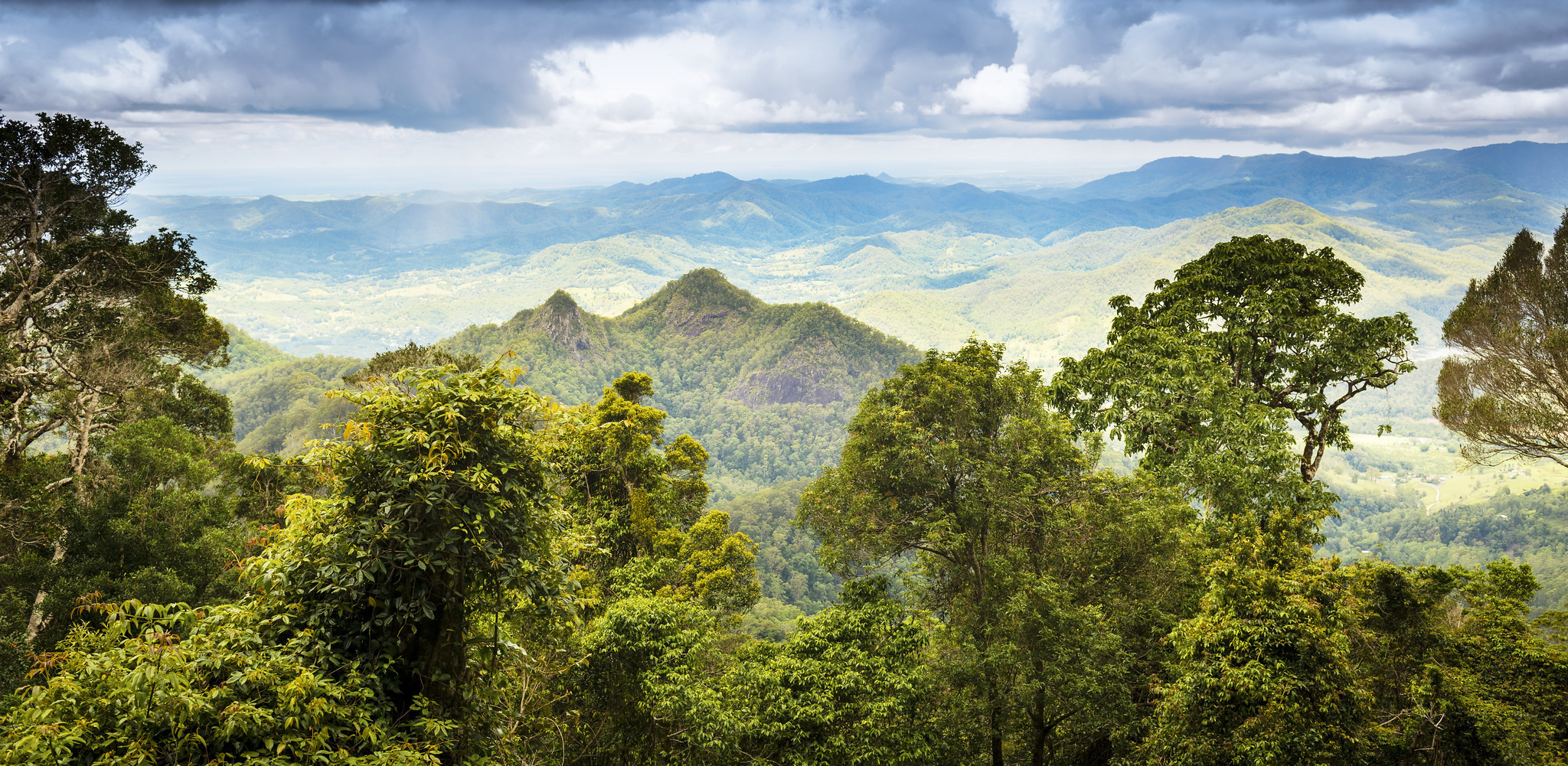 Regrown Tropical Forests May Have Short Lifespans, Says New Study – State  of the Planet