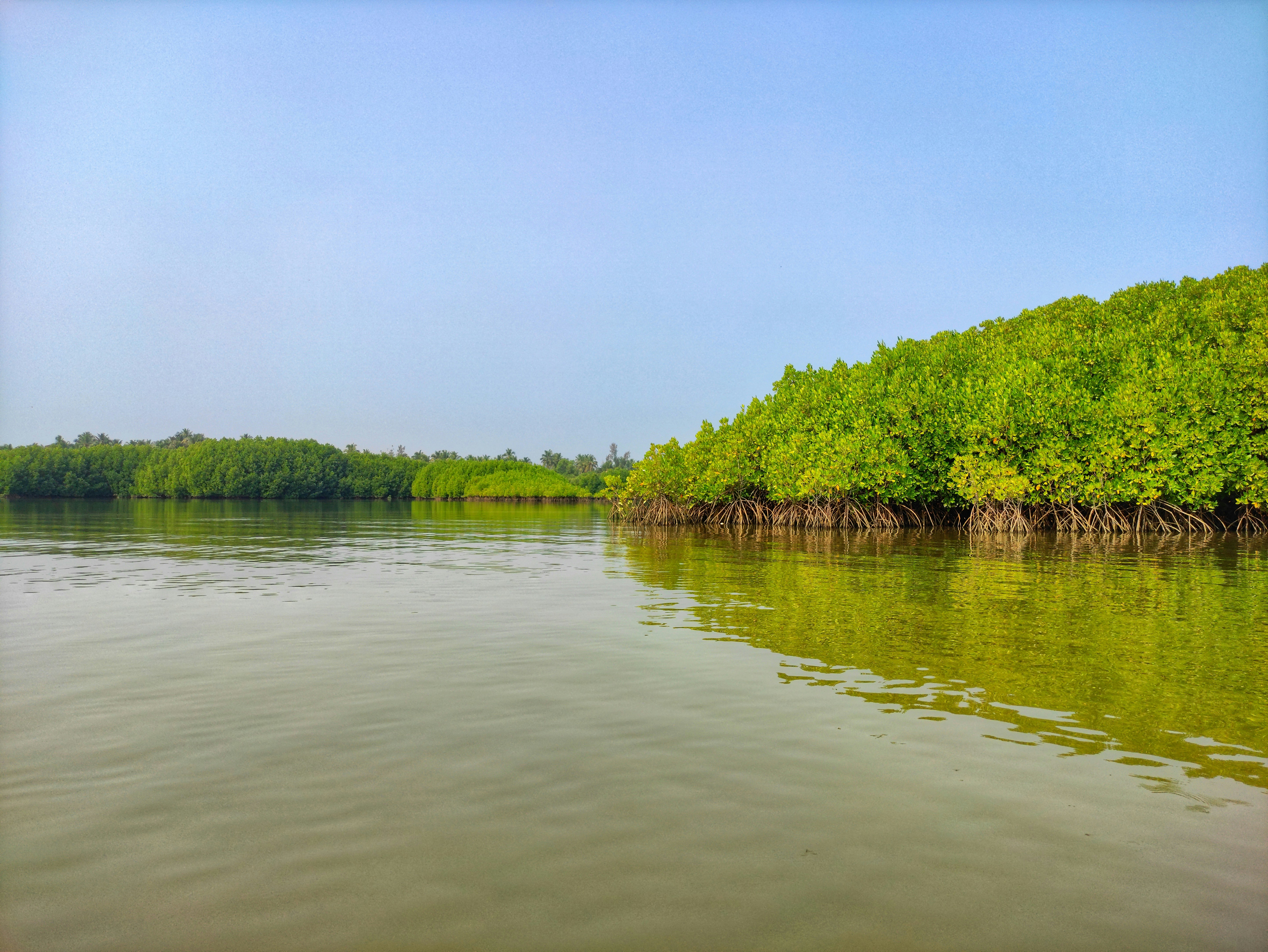 a mangrove forest in Karnataka, India