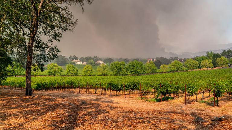 Photo: Napa Valley vineyards engulfed by wildfire during extreme heat and severe drought.(Source: Yale Climate Connections)