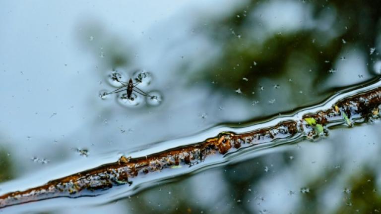Waterbug floating on the surface of a pond near a stick