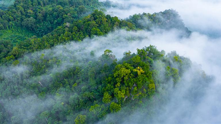 Morning mist in the Amazon rain forest