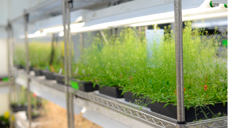 “Si queremos asegurar un suministro abundante de alimentos nutritivos para el mundo, necesitamos desarrollar mecanismos fundamentales para la bioingeniería de una amplia variedad de plantas de cultivo que serán abundantes y nutritivas frente a nuestro clima cambiante”, dice el miembro del Instituto Whitehead. María Gehring.