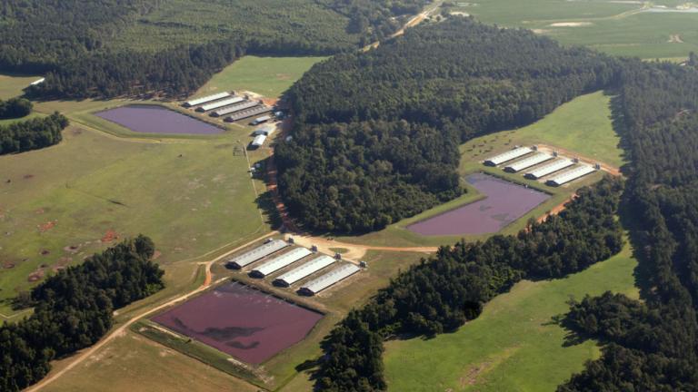An aerial view of an industrial hog farm and lagoons filled with waste in eastern North Carolina.