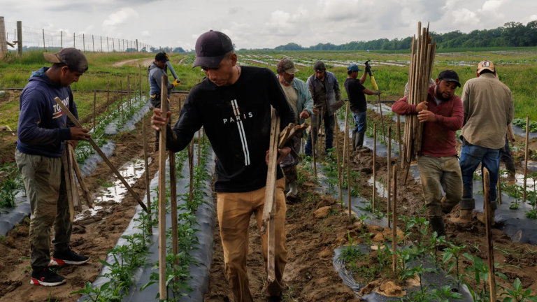 Agricultural workers place stakes in the ground among jalapeño plants.