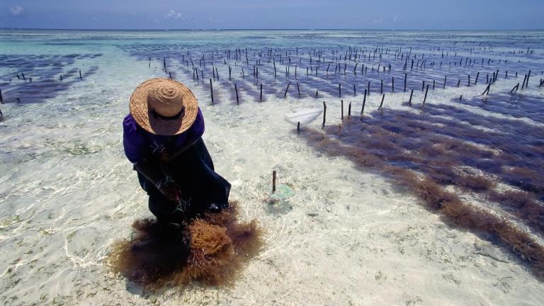 Seaweed farmer surrounded by seaweed wading in the ocean