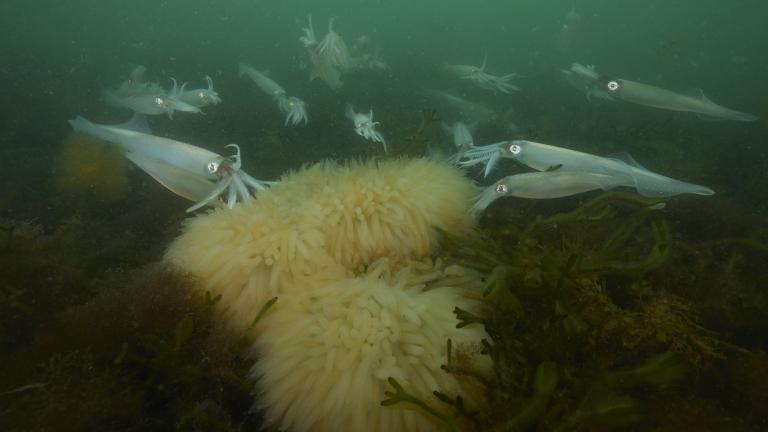 A spawning aggregation of longfin squid approaches a mop of eggs. 