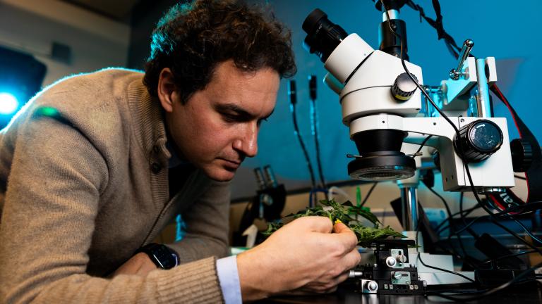 Professor Benedetto Marelli uses silk-based technologies to help crops grow and to preserve perishable foods.