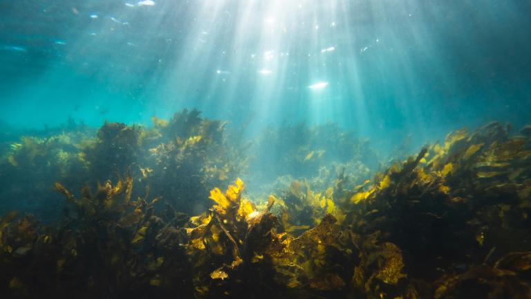 No single microbe can break down fucoidan, a tough carbohydrate molecule produced by ocean algae. A team of researchers shows that communities of marine bacteria divide the work instead, offering new insight into how the ocean stores carbon over long periods of time.