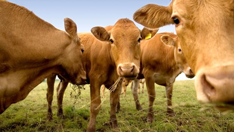 Cattle grazing can either be a source of greenhouse gas emissions or a sink for these emissions, depending on the intensity of grazing, according to a new study by scientists at MIT and in China.