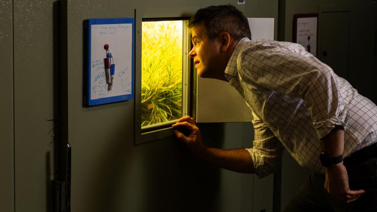 Plants are central to his lab, but David Des Marais sees them as a window into all living things. “Understanding why life is so diverse is fascinating to me,” Des Marais says.
