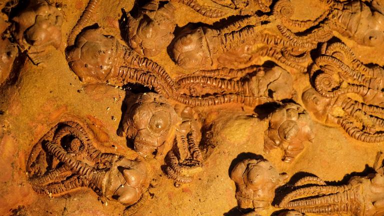 Crinoid fossils from the Permian Period. A new model suggests that the end-Permian and other mass extinctions on Earth may occur when environmental change outpaces the ability of species to adapt.
