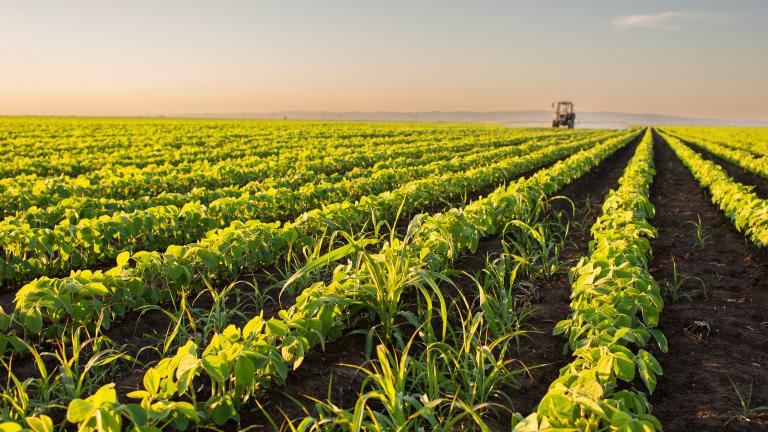 A study by MIT researchers shows how a common fertilizer ingredient could enable new ways to increase plants’ resilience to UV stress and enhance seedling growth.