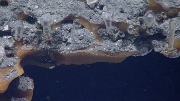A new study has solved the mystery of how and why columns of the methane gas can stream out of methane hydrates. Both the bubble tubes and the inverted droplets are encased in clear gas hydrate.