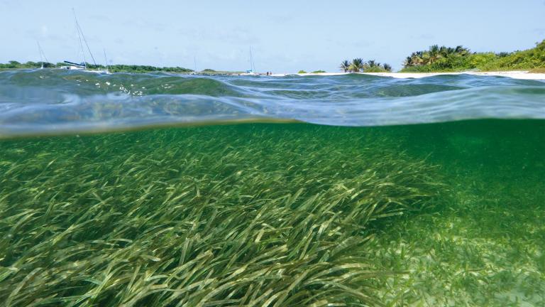 One key factor in determining where microparticles are likely to build up has to do with the presence of biofilms — thin, sticky biopolymer layers shed by microorganisms, which can accumulate on surfaces, including sandy riverbeds or seashores.