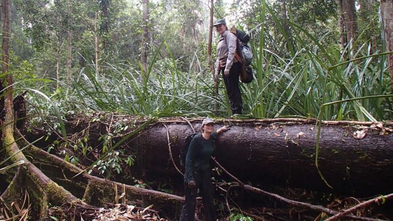 In this photo, Alison Hoyt stands on top of a log during a research trip in a peat swamp forest in Borneo. Tropical peatlands are permanently flooded forest lands, where the debris of fallen leaves and branches is preserved by the wet environment and continues to accumulate for centuries, rather than continually decomposing as it does in dryland forests.