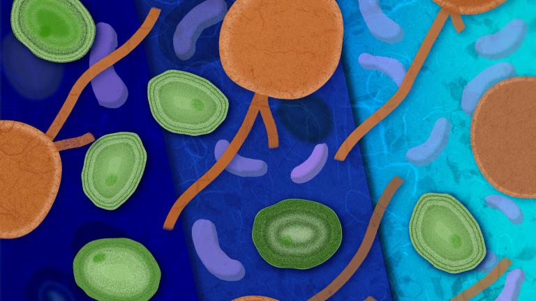 Where the microbe Prochlorococcus, pictured in green, lives is not determined primarily by temperature, as previously thought. An MIT study finds that a relationship with bacteria, purple, and a shared predator, orange, actually sets the microbe’s range.