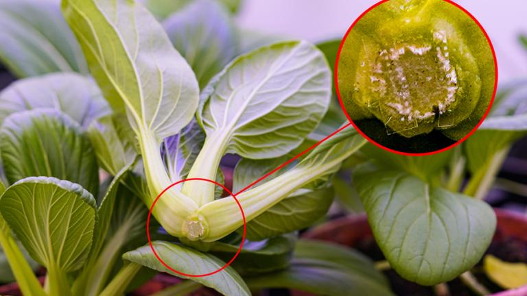 The bottom of a pak choy plant with an inset showing a patch of microneedles.