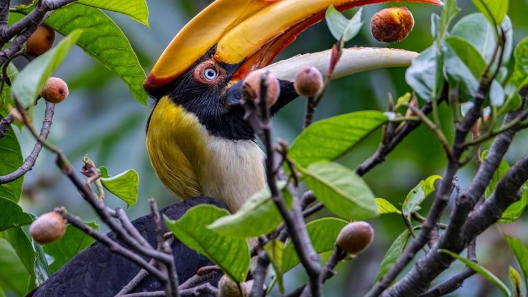 A great hornbill (Buceros bicornis) eats a fig in Royal Manas National Park, Bhutan. Hornbills are key long-distance seed dispersers in Asian tropical forests, but forest degradation, hunting, and wildlife trade threaten the ecological roles they play. 