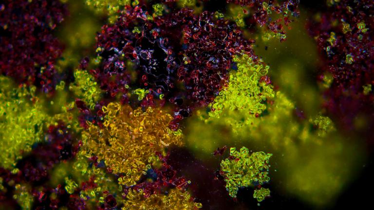 Pictured are rare earth oxides of neodymium, praseodymium, and dysprosium – all critical components for magnets – that have been processed with sulfidation technology. The violet regions are neodymium-rich sulfide, the green regions are praseodymium oxysulfide, and the orange regions are dysprosium rich sulfides and oxysulfides.