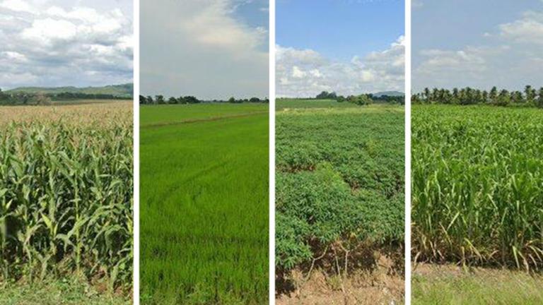 MIT engineers have developed a method to quickly and accurately label and map crop types using a combination of Google Street View images, machine learning, and satellite data to automatically determine the crops grown throughout a region, from one fraction of an acre to the next.