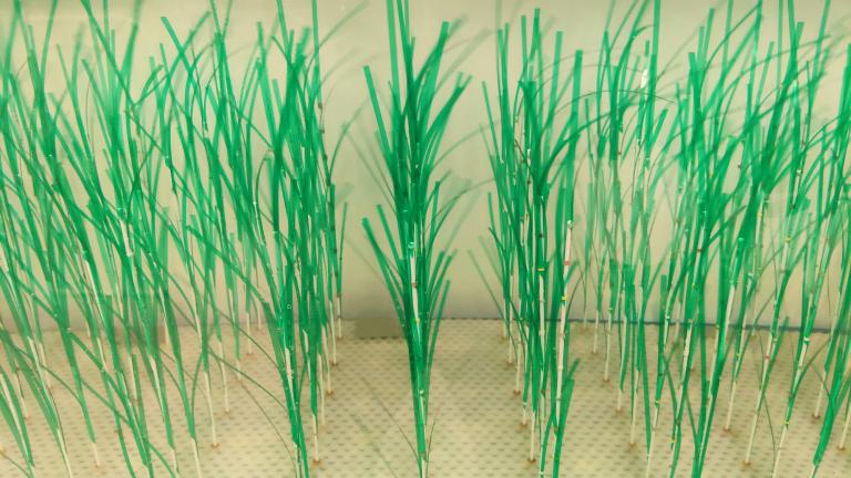 A new MIT study provides greater detail about how thes protective benefits of marsh plants work under real-world conditions shaped by waves and currents. The simulated plants used in lab experiments were designed based on Spartina alterniflora, which is a common coastal marsh plant. 