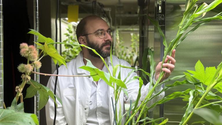 A person wearing a white coat inspects tall green plants in a lab. 