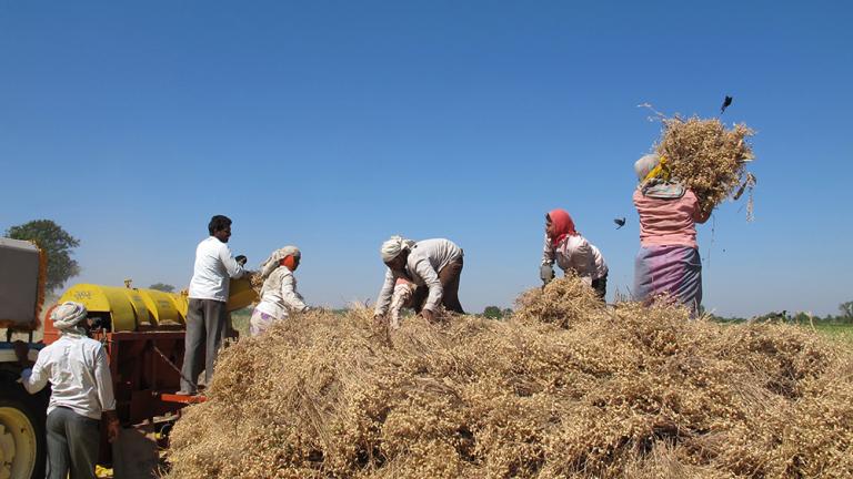 After harvest, farmers worldwide generally burn the waste that remains, creating dangerous levels of toxic haze and wasting potentially valuable resources. The MIT spinoff company Takachar is providing technology that can be used in the field to convert that agricultural waste into a solid, clean-burning fuel. 