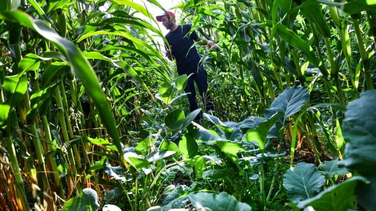 Corn and other crops growing in a field