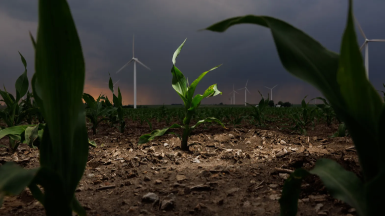 A view from ground-level of a cornfield with rain clouds passing overhead and wind turbines in the background.