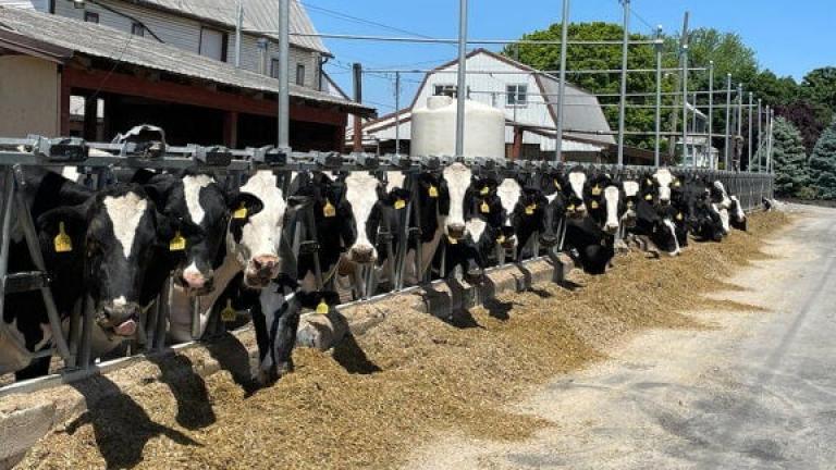 Dairy cows in a horizontal row look at the camera, at Molly Pitcher Milk in Shippensburg, Pennsylvania.