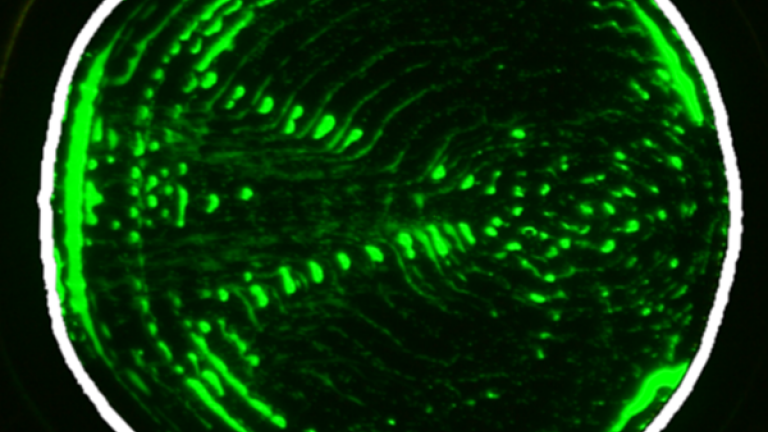 Patterns of suspended 1-micrometer polystyrene particles in channel shapes are given by a new AI platform (interior boundary highlighted in white). An applied surface acoustic wave propagates from left to right.