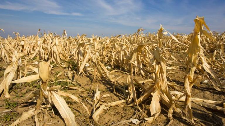 If the world is to be free of hunger and malnutrition in accordance with the 2030 UN Sustainable Development Goals, actions to strengthen the resilience and adaptive capacity of food systems must be rapidly implemented in order to adapt to climate change. Research launched by J-WAFS seeks to map out the most strategic ways that research can be used to ensure a global transition toward food-system sustainability.