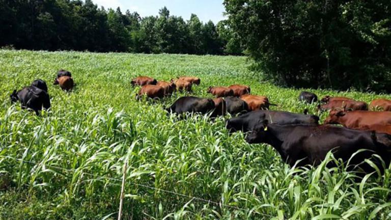 How will U.S. land use change by 2050?