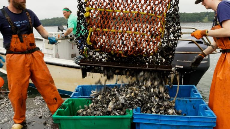 Oyster farmers work from a floating barge in the Damariscotta River Estuary in Maine, where they harvest and sort grown oysters.