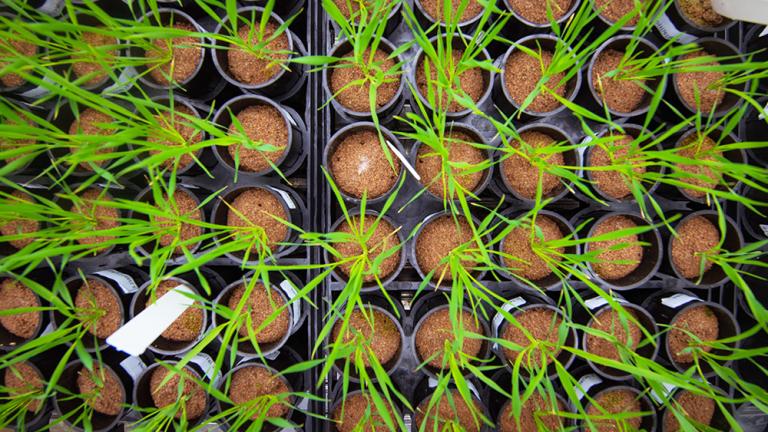 The Des Marais Lab at MIT uses the model grass species Brachypodium distachyon to understand plant-environment interaction. Here, replicate plants are receiving two different levels of soil water availability to study genetic differences in response to drying. 