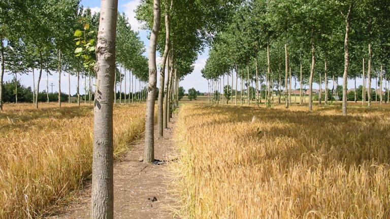 Agroforestry could accelerate climate progress