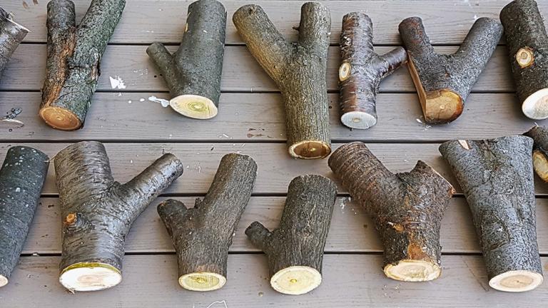MIT researchers aim to support the circular economy of materials by “upcycling” discarded tree forks and other waste materials.