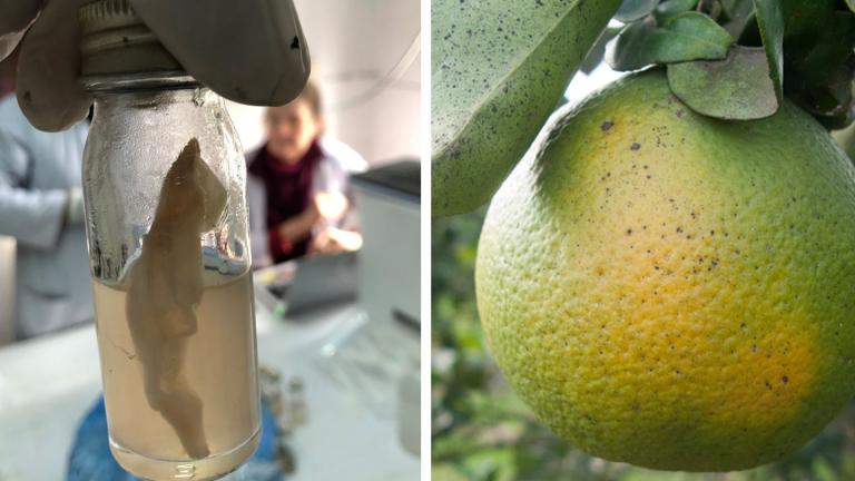 Left: A water sample undergoing testing using the J-WAFS-funded water quality test kit soon to be deployed throughout Nepal. Right: Citrus trees infected with citrus greening disease are highly contagious and can wipe out whole orange groves. A J-WAFS-funded sensor could help farmers detect the disease much earlier.