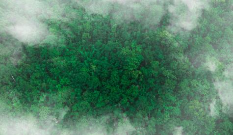 Forest in morning mist