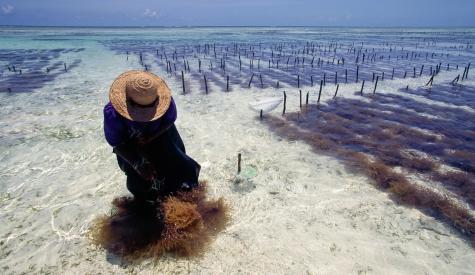 Seaweed farmer surrounded by seaweed wading in the ocean