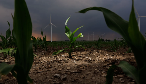 A view from ground-level of a cornfield with rain clouds passing overhead and wind turbines in the background.