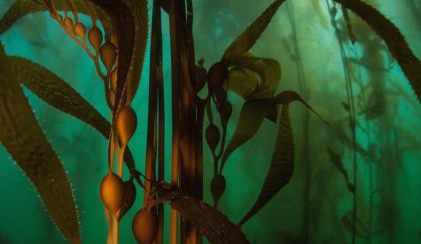 A kelp forest