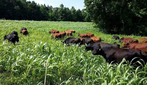 How will U.S. land use change by 2050?