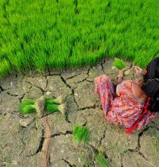 Photo of a woman crouched at the edge of plants in parched soil.