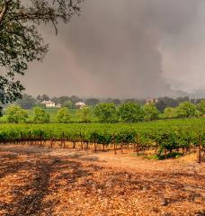 Photo: Napa Valley vineyards engulfed by wildfire during extreme heat and severe drought.(Source: Yale Climate Connections)