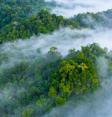 Morning mist in the Amazon rain forest 