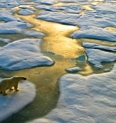 Polar Bear on ice sheets