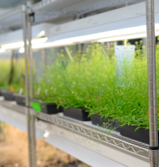 “If we want to ensure an abundant supply of nutritious food for the world, we need to develop fundamental mechanisms for bioengineering a wide variety of crop plants that will be both hearty and nutritious in the face of our changing climate,” says Whitehead Institute Member Mary Gehring.