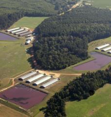 An aerial view of an industrial hog farm and lagoons filled with waste in eastern North Carolina.